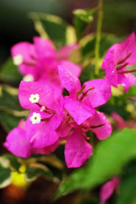 Berikan secara berkala dalam jumlah yang. Jenis-Jenis dan Macam-Macam Tanaman Hias Part I | Bibit Online