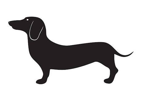 Best Dachshund Illustrations Royalty Free Vector Graphics And Clip Art