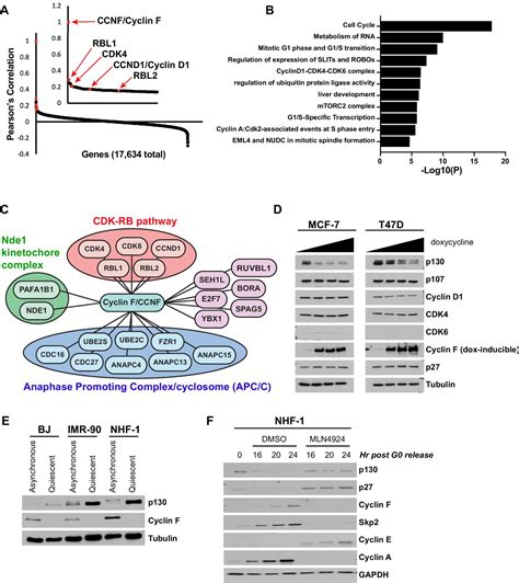 cyclin f drives proliferation through scf dependent degradation of the retinoblastoma like tumor