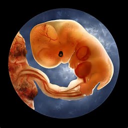 Image result for images fetus