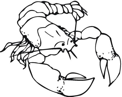 Lobster Outline Outline Of Lobster Clipart 4 Wikiclipart