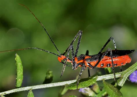 46 milkweed assassin bug facts brutal insect executioners zelus longipes everywhere wild