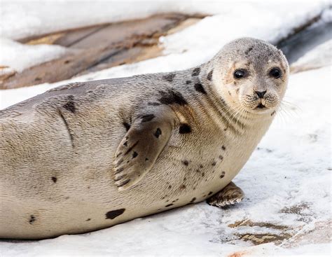 Bitstop Seals