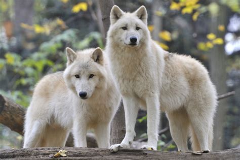 Beautiful Wildlife Arctic Wolves