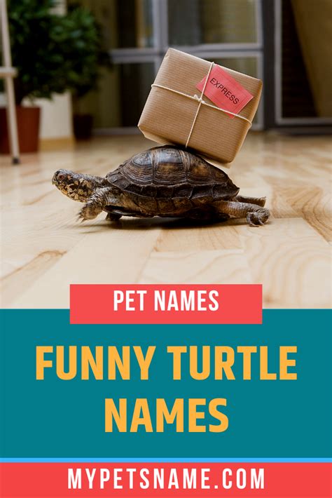 Funny Turtle Names Turtle Names Turtles Funny Pet Names