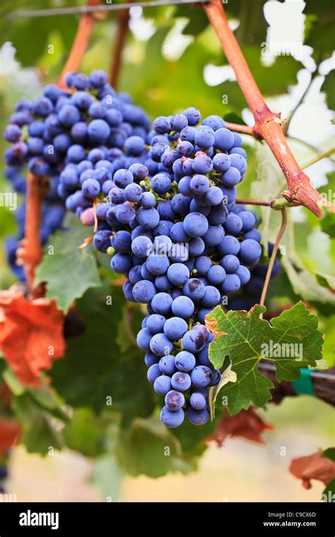 Purple Grapes Merlot Variety Growing On The Vine Okanagan Valley