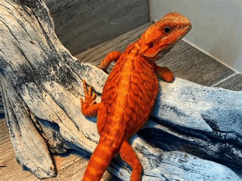 What Kind Of Bearded Dragon Do I Have Types And Varieties