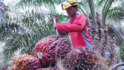 5 Daerah Penghasil Kelapa Sawit Terbesar Di Sumatera Selatan Bukan