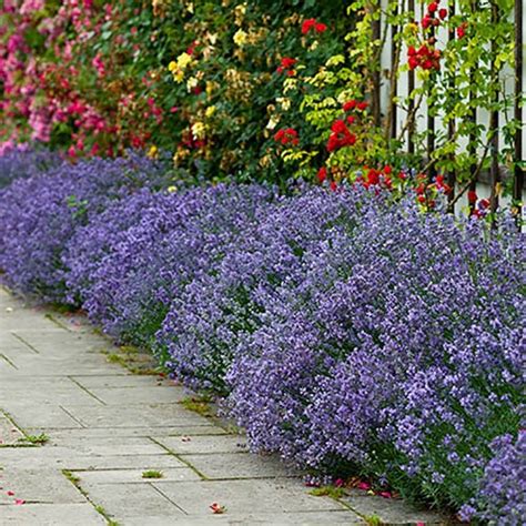 Lavender Hidcote Collection Gardening Direct