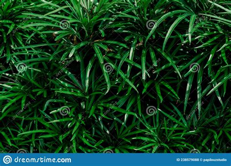 Beautiful Tropical Green Thorn Leaves Plants Texture Suitable For