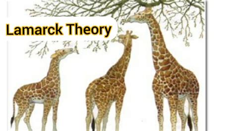 Lamarck Theory Of Inheritance Of Acquired Characteristics Chapter Evolution Class 12 Biology
