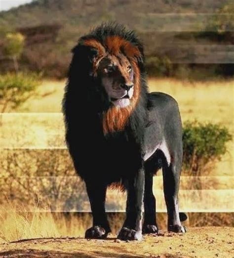 Name This Melanistic Lion 😍 ———————————————— Follow Lifebyanimal For