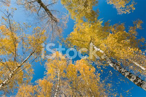 Autumn Sky Stock Photo Royalty Free Freeimages