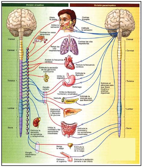 Sistema Nervioso Autónomo Más Brain Anatomy Medical Anatomy Anatomy