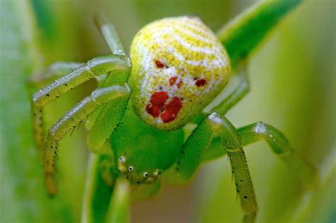 A Bright Green Clown Face Spider Bears A Startling Resemblance To The