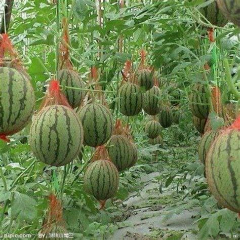 How To Grow Watermelon On A Trellis