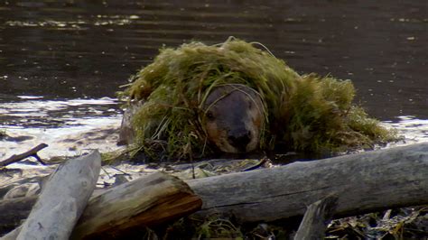 leave it to beavers beaver photos beavers at work nature pbs