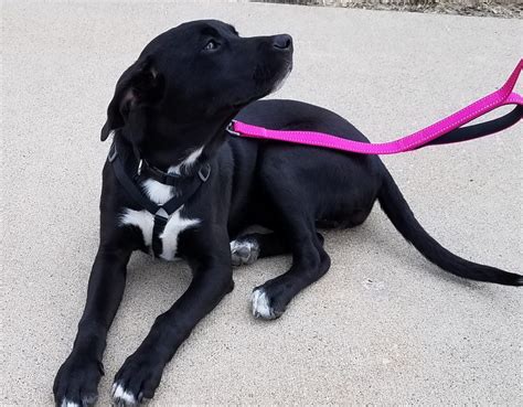 Black Labrador Retriever And Terrier Mix