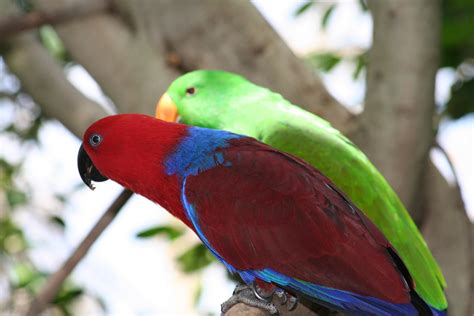 Eclectus Parrot Bird Tropical 3 Wallpapers Hd Desktop And Mobile