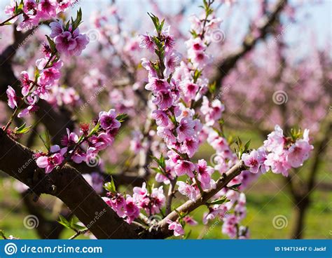 Flowering Of Peach Trees Stock Image Image Of Freshness 194712447