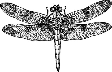 Free Clipart Dragonfly Free Dragonfly Transparent Free For Download On