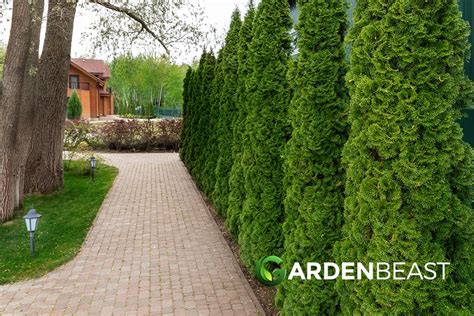 Thuja Occidentalis Guide How To Grow And Care For “northern White Cedar”