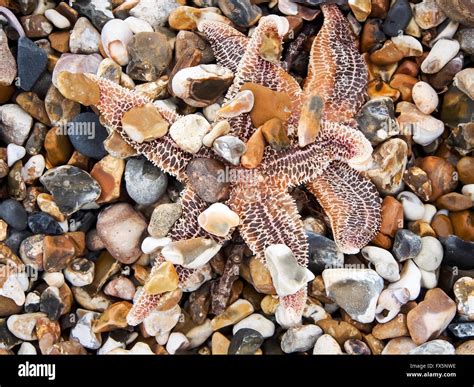 A Common Starfish Or Common Sea Star Asterias Rubens Washed Ashore