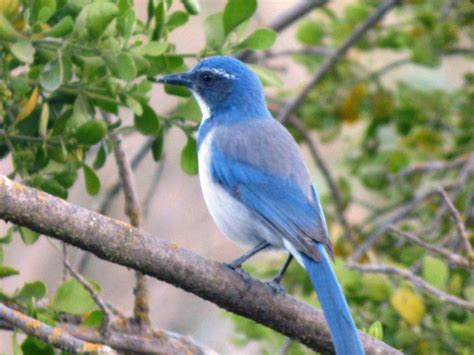 Geotrippers California Birds Its Jay Day But Dont Call Us Blue