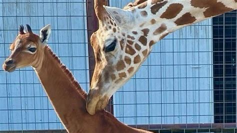 Baby Giraffe With No Spots At Tennessee Zoo Could Be Unique Bbc Newsround