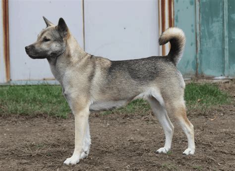 Kishu Inu Temperament History And Care Breed Guide