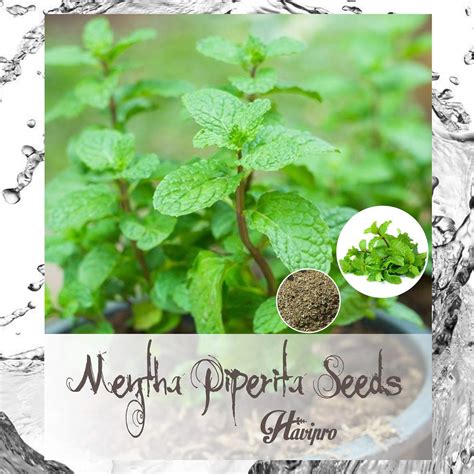Peppermint Seeds Mentha × Piperita Seeds For Planting Outdoors Home