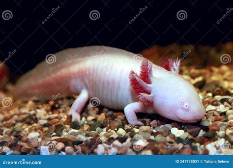 Axolotl Mexican Walking Fish Stock Image Image Of Portrait