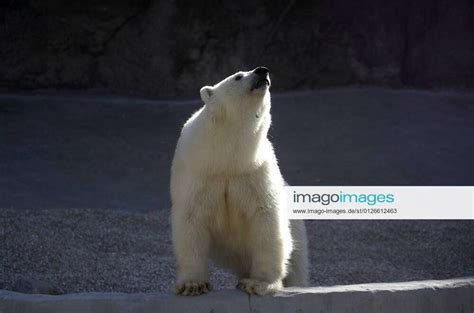 Moscow Russia July 22 2021 A Polar Bear Is Seen In An Enclosure At