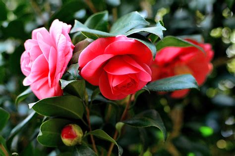 Macro Spring Bloom Flower Camellia Wallpapers Hd
