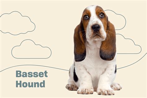 Basset Hound Dog Breed Information And Characteristics