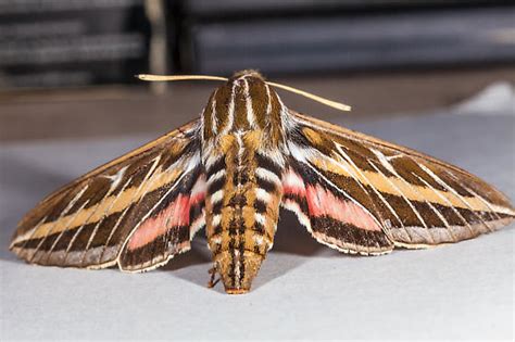 Southern California Yucca Valley In The Mesa Area This Moth Has Been