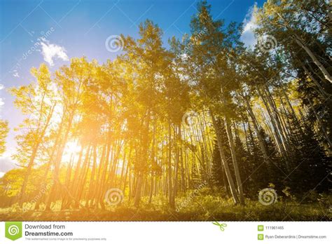 Bright Sun Shines Through Forest Of Golden Aspen Trees In Colorado Fall