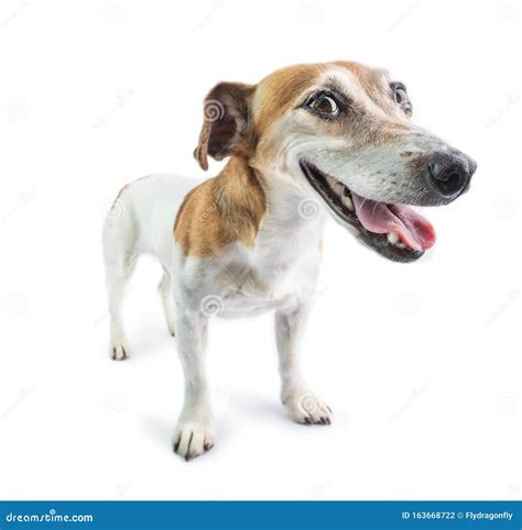 Guilty Funny Dog Face Stock Photo Image Of Lookin 163668722