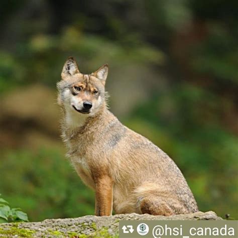 Coyote Watch Canada On Instagram Repost Hsicanada With