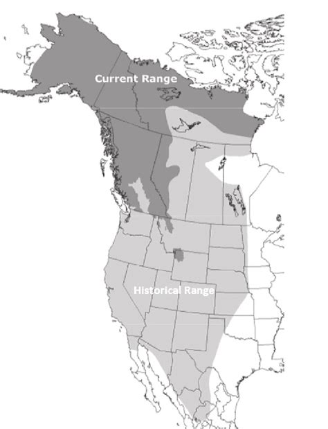 Approximate Current And Historical Distribution Of Grizzly Bears In