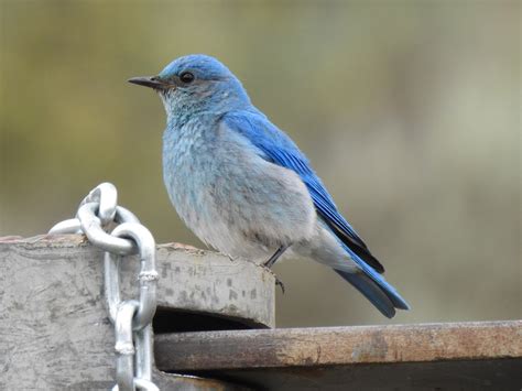 Mountain Bluebird | Smithsonian Photo Contest | Smithsonian Magazine