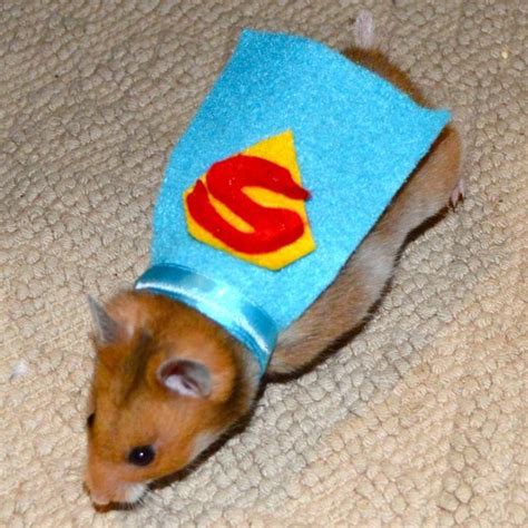 Hamster Costume Superman Cape Custom Pet Halloween Costumes By La