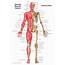 Anatomical Chart Set Of Muscular Skeletal  Anterior And Posterior