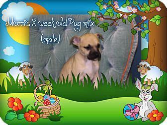 Puppies are raised at home, not in kennels. Saddle Brook, NJ - Pug Mix. Meet Morris, a puppy for ...