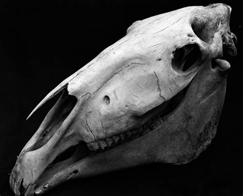Horse Skull1 Free Download Borrow And Streaming Internet Archive