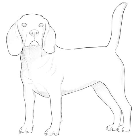 How To Draw A Realistic Dog Step By Step For Beginners