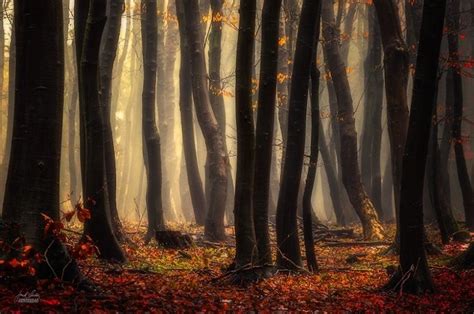 Enchanting Photos Of Autumnal Forests By A Wandering Photographer