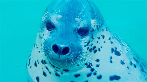 Rare Animals In China Spotted Seal Cgtn