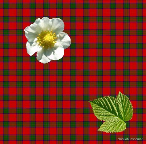 Robertson Tartan Plaid By Chihuahuashower Redbubble