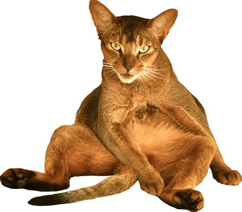 Free Cat Images Free Digital Sitting Cat Png With